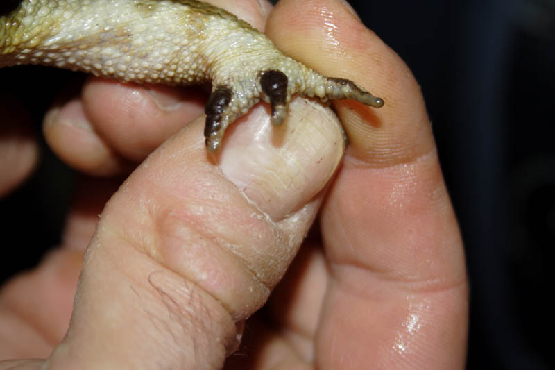 Bufo bufo in 